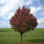 Tree at high school