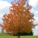 Another tree at high school