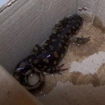 salamander