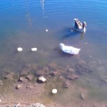 Yes, those are floating pancakes and no we didn't put syrup on them!