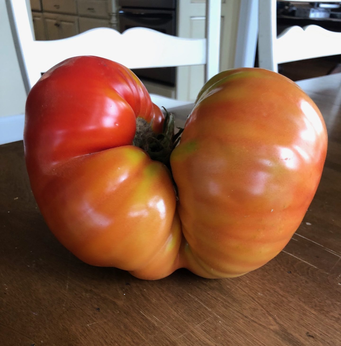 giant tomato