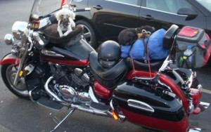 dogs on cycle