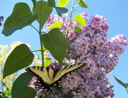 lilac-butterfly