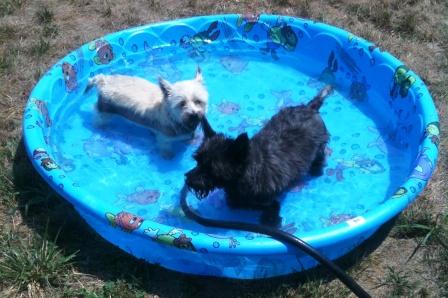 After we got home I filled up Abby's pool, but instead of my granddaughter getting in, my grandpuppies did! Any one else have grandpuppies?