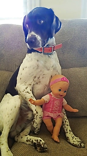 dog and doll