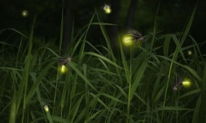 species-specific-communication-of-fireflies-jpg