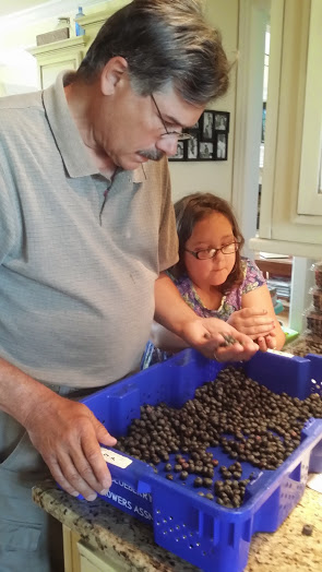 Sorting blueberries
