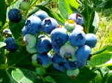National Blueberry Month