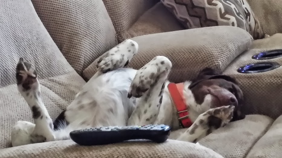 dog with remote