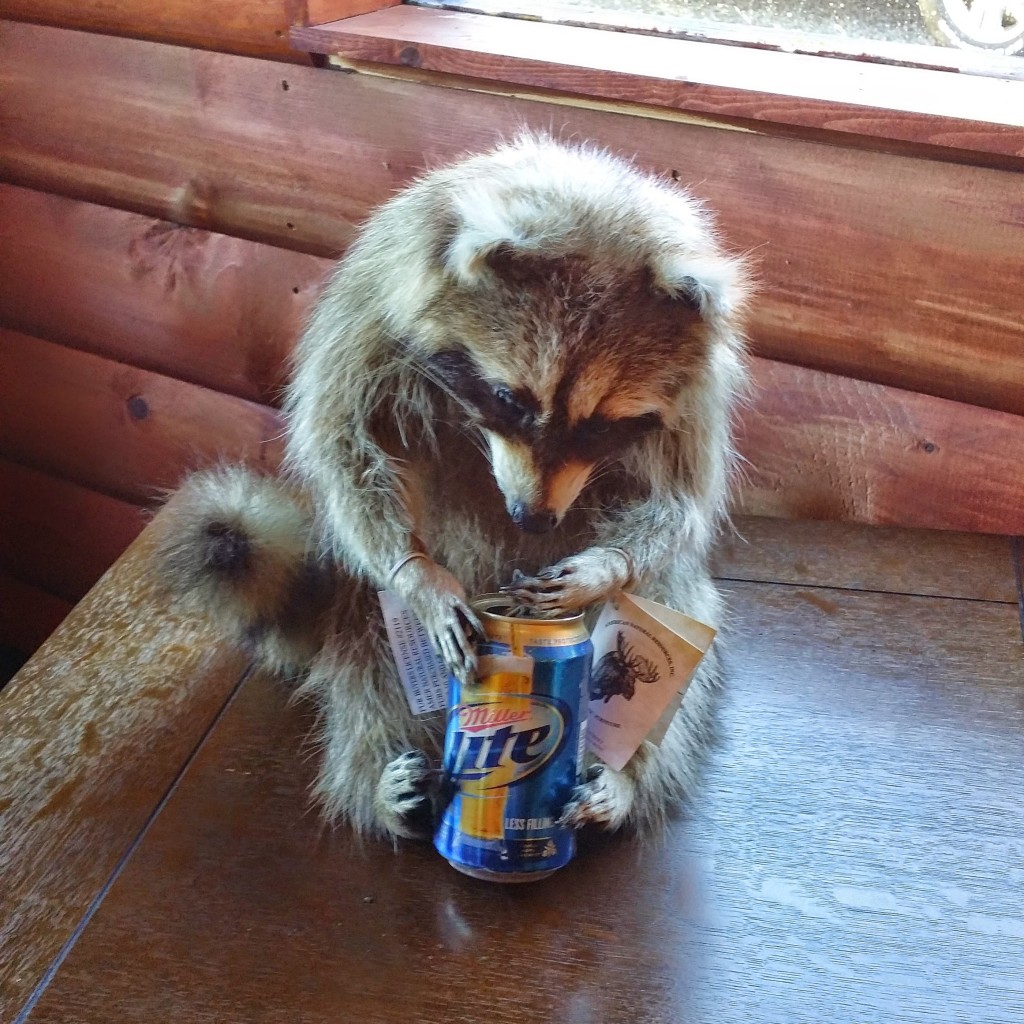 raccoon with a beer