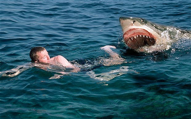 Shark attack