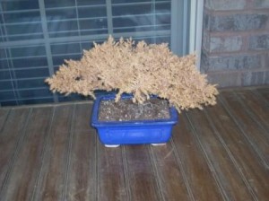 This is NOT what a Bonsai tree is supposed to look like!