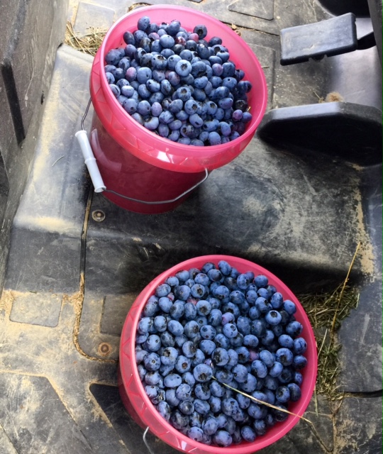 Buckets of Blueberries and Grandchildren