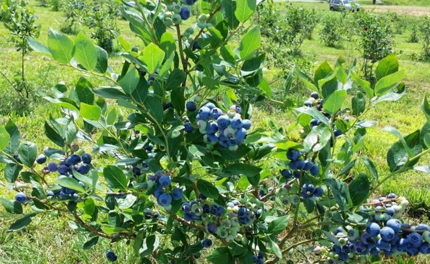 Blueberry Season on the Farm