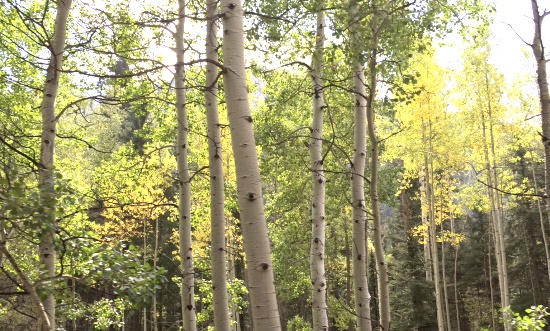 Aspens in Durango Colorado