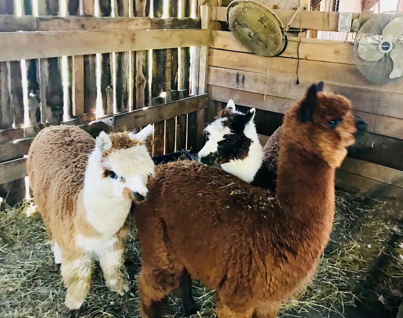 Alpaca Shearing Time – Watch How it’s Done