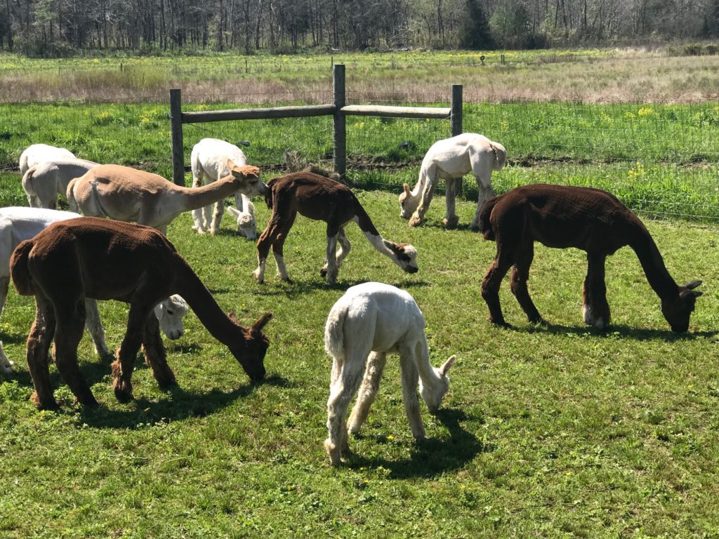 alpaca shearing time