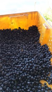 kentucky blueberries