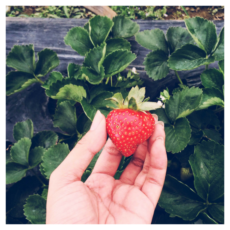 Mom’s Strawberry Pie -Easy to Make