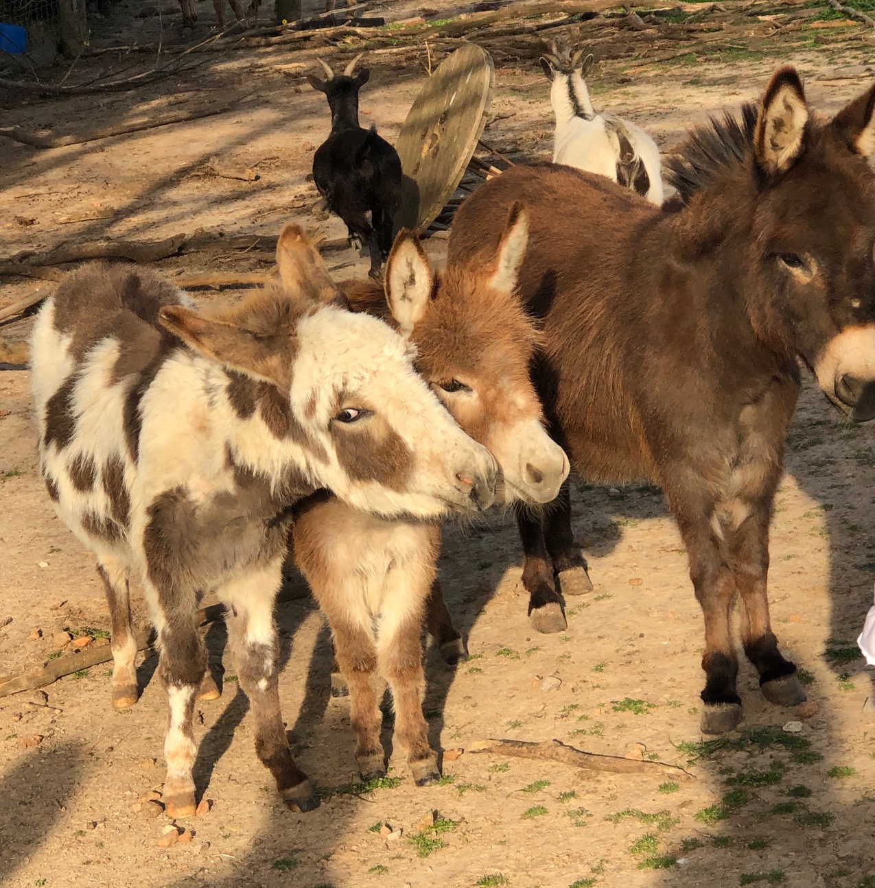 Miniature Donkeys on the Farm