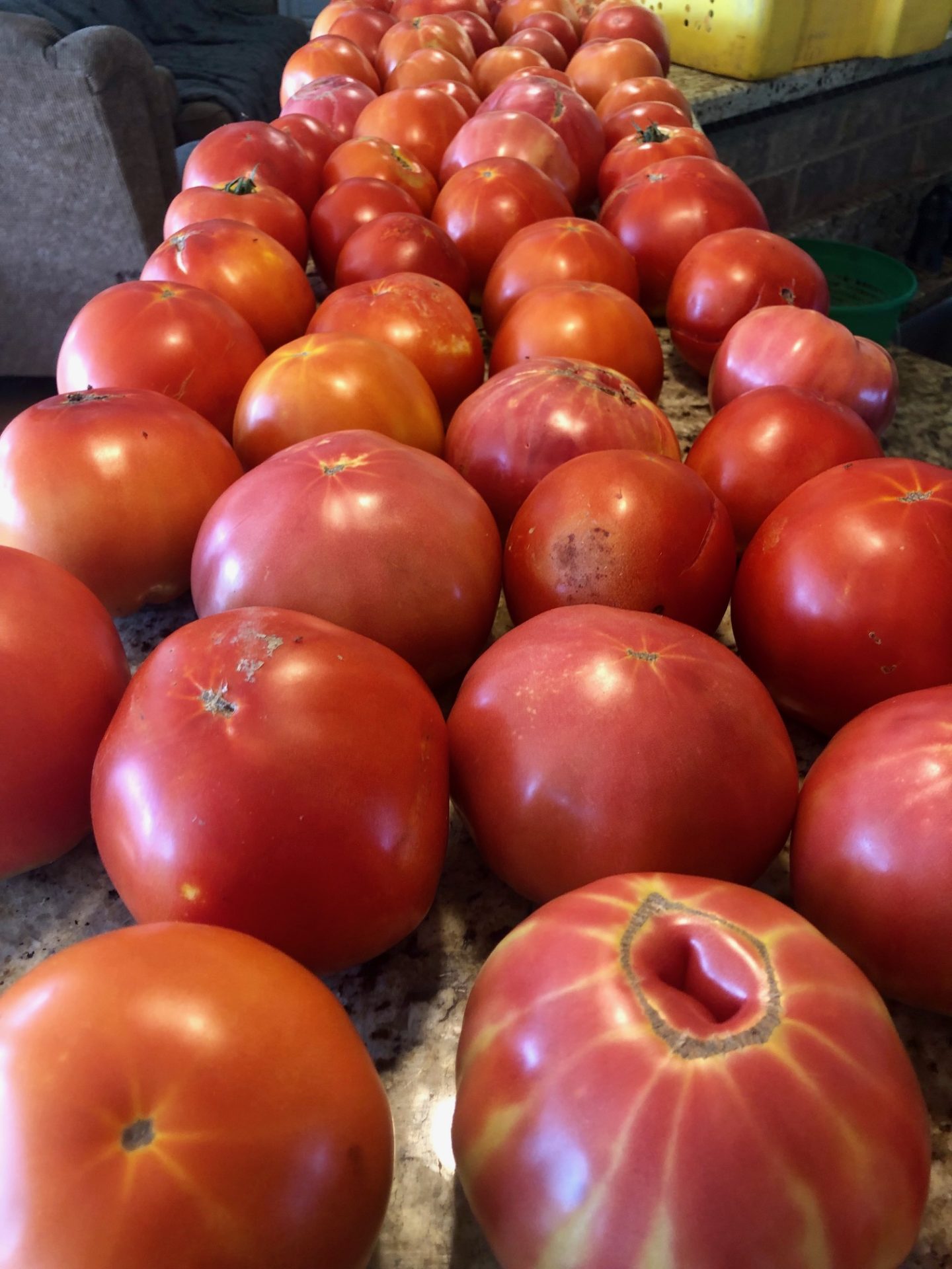 freeze tomatoes