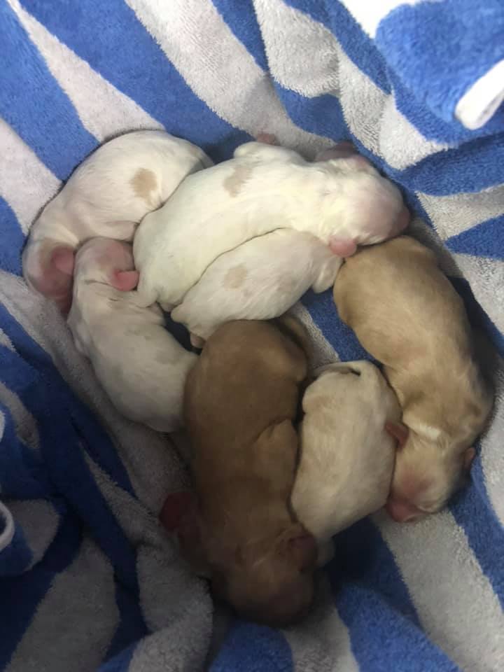 cocker spaniel puppies