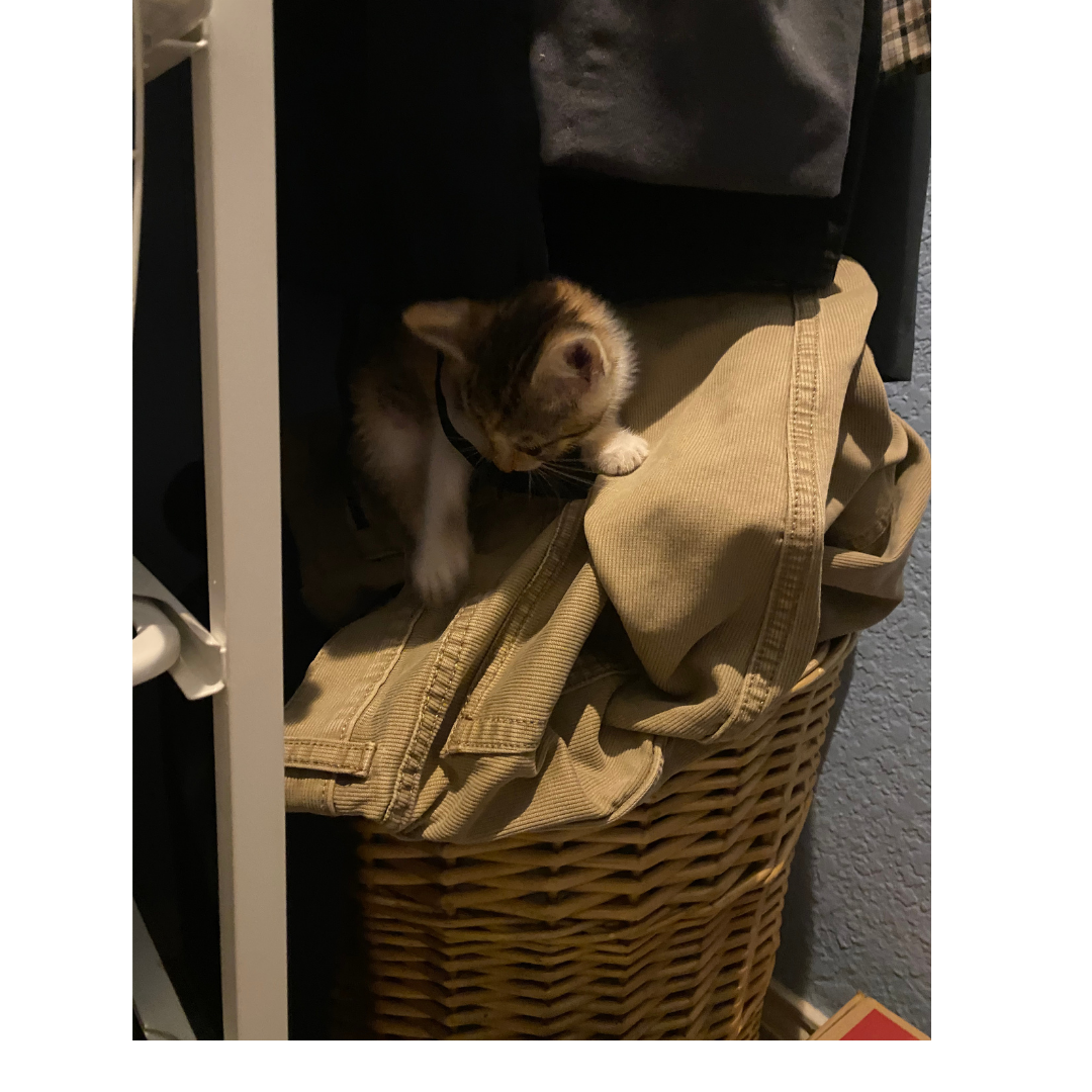 kitten on clothes hamper
