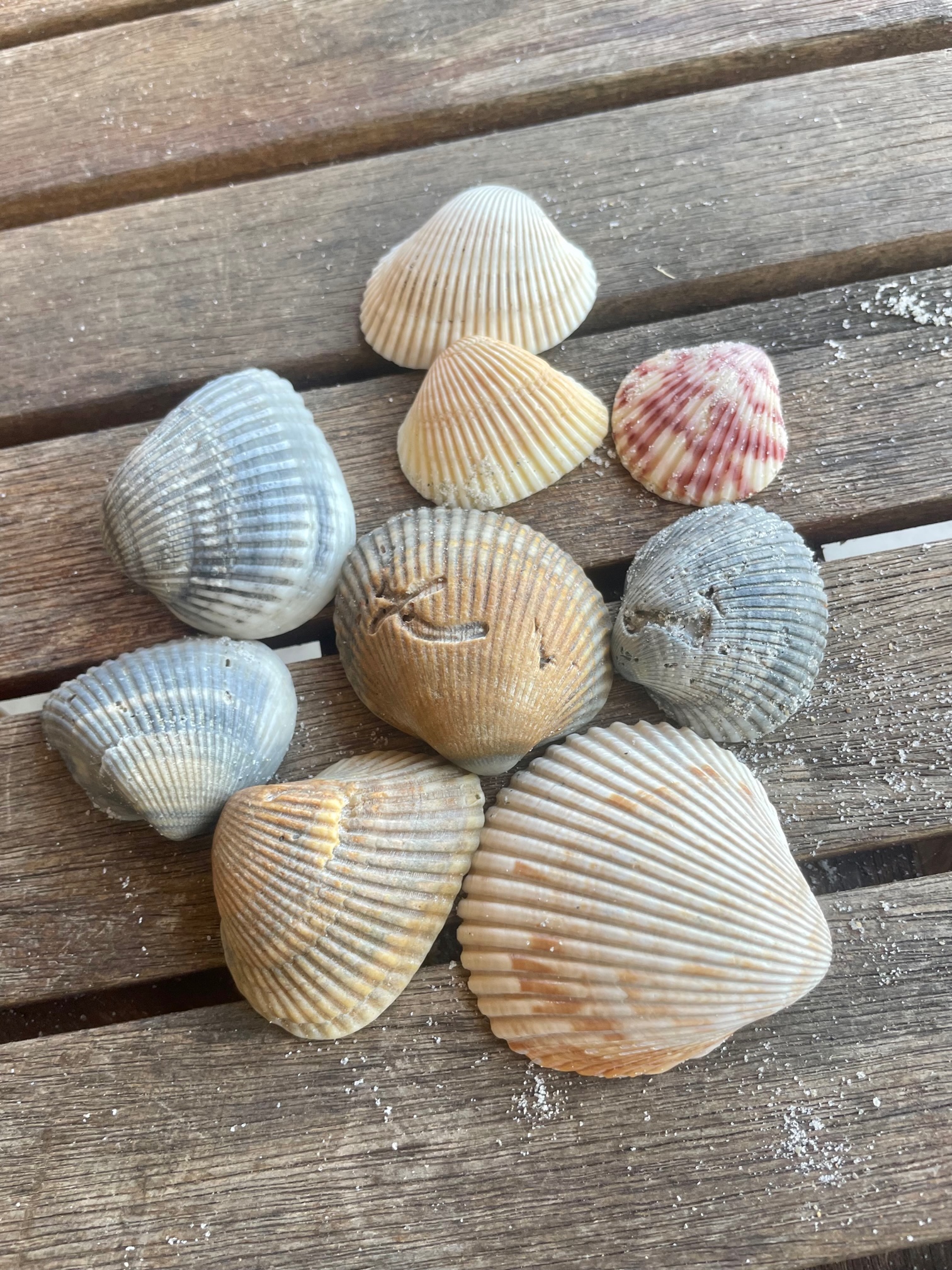 A Walk on the Beach in Search of the Perfect Shell